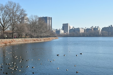 Ducks in pond at park