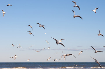 Flying Seagulls on the beach. flock of seagulls in flight,Seagull flying sky as freedom concept.seagulls flying in different shapes and directions