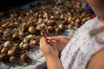 Many heads onions on a rustic table. Little girl holds an onion head in her hands. Food background.