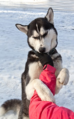 Dog breed Siberian Husky takes a piece of the delicacy from the hand of its owner