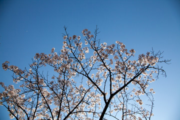 Cherry Blossom… like a snow