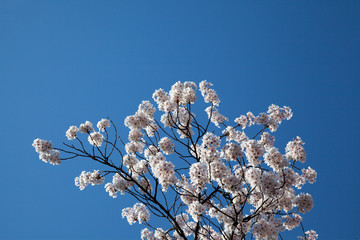 Cherry Blossom… like a snow
