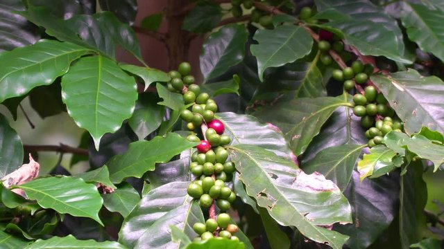 Cherry coffee on coffee tree at coffee farm