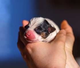 Dog puppies Jack Russell terrier right after birth. Small dogs.