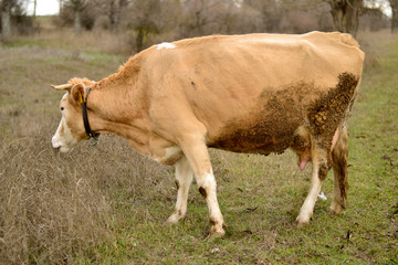 Fototapeta premium cow and calf