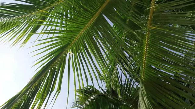 Dense Leaves on a Coconut Tree - Forwards 