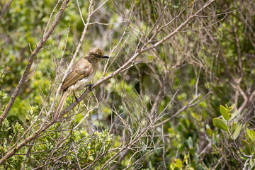 Black-lored babbler (Turdoides sharpei) sitting in a tree, South Africa