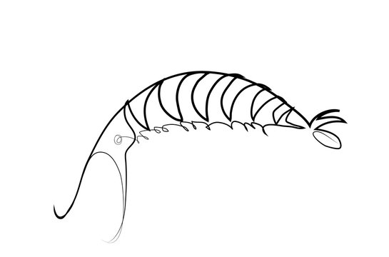 One continuous line drawing of fresh shrimp. Simple line art drawing of shrip.