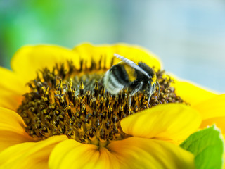 Abeille sur tournesol