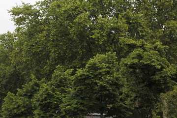 Vegetation in a park in the suburbs