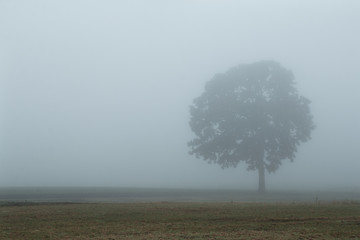 Tree in the fog and grey sky