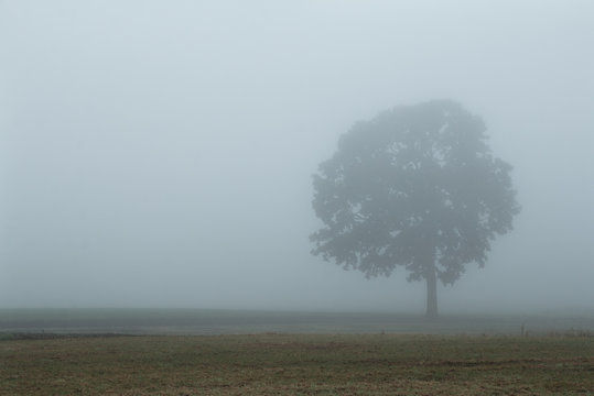 Tree in the fog and grey sky