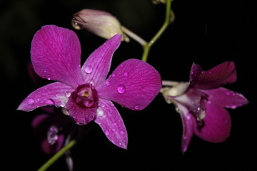 Purple orchids at night and rain drops, beautiful colors and charming drops
