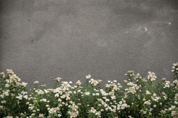 Betonowa ściana z białymi kwiatami na dole  © Katarzyna
