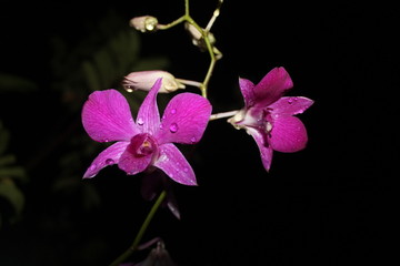 Purple orchids at night and rain drops, beautiful colors and charming drops