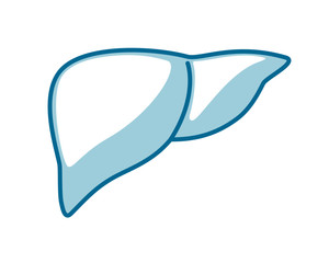 人間の内臓のアイコンイラスト