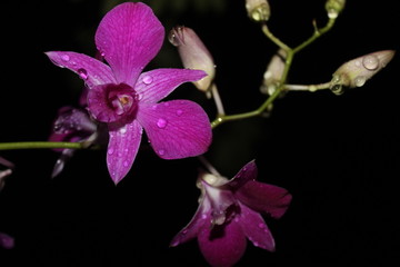 Fototapeta na wymiar Purple orchids at night and rain drops, beautiful colors and charming drops