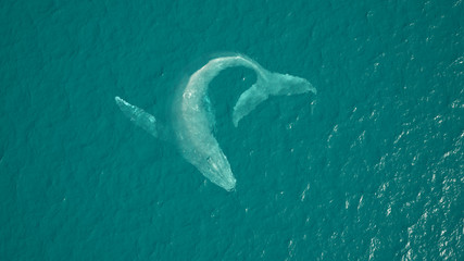 Fototapeta premium Humpback Whale Aerial View Ocean Swimming 3d illustration 3d render
