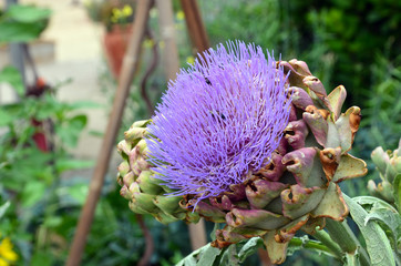 Large purple globe artichoke flower in country cottage garden, family Asteraceae.