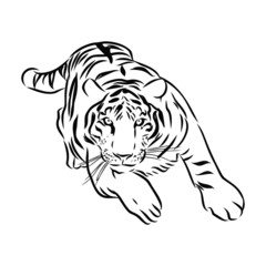 tiger isolated on white background