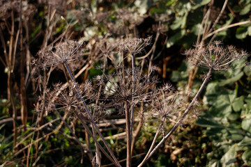 Vegetation in an urban environment