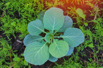 Organic vegetables in the garden, Fresh vegetables(Chinese Kale)