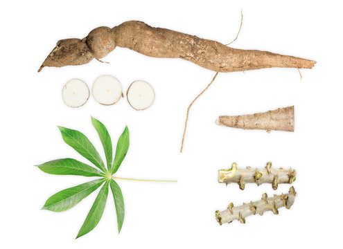 cassava isolated on white background, cassava for tapioca flour industry