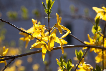 sprout of flower on the outdoor