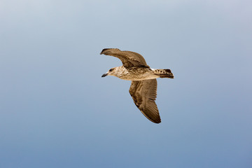Flying young Kelp gull (Larus dominicanus), blue sky