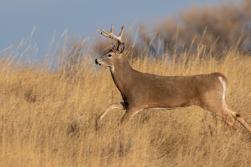 Naklejka na ściany i meble Whitetail Deer Buck During the Fall Rut