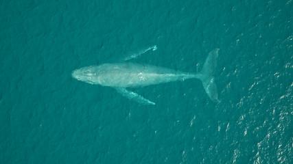 Humpback Whale Aerial View Ocean Swimming 3d illustration 3d render © paul