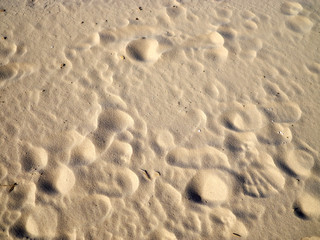View from above on sand on beach, coast with shells, footprints, plants, algae, branches background texture