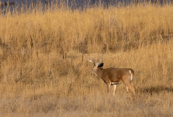 Whitetail Deer Buck During the Fall Rut