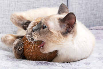 Thai kitten is playing with coconut on the sofa.