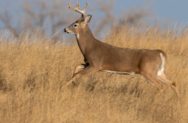 Whitetail Deer Buck During the Fall Rut