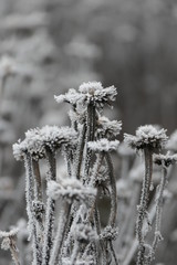 frost on coneflower