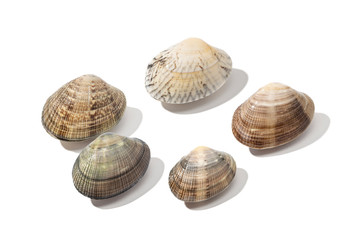 Fresh clam isolated on white background