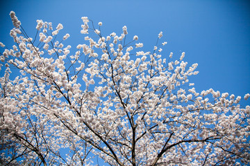 Cherry Blossom… like a snow