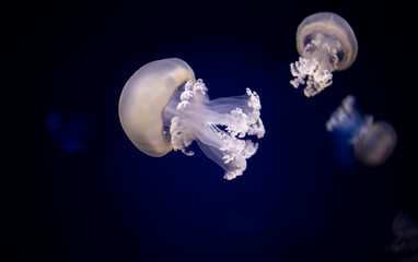 Barrel Jellyfishes, the dustbin-lid jellyfish or the frilly-mouthed jellyfish seen at the...