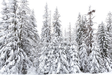 Fir trees in a lot of snow
