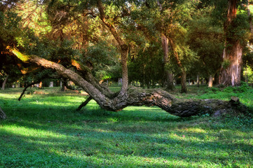 old tree in the park