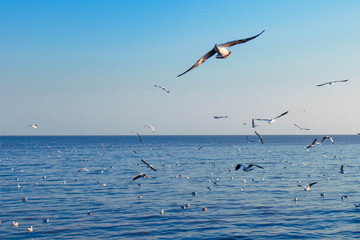 Fototapeta na wymiar seagulls flying at the pangpoo