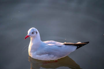 seagull in the sea