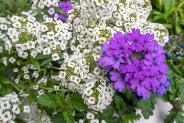 Cute purple and white flowers for background, copy space