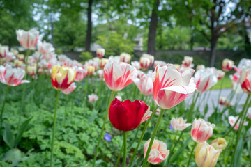 Beautiful colorful tulip flowers in garden for background with copy space