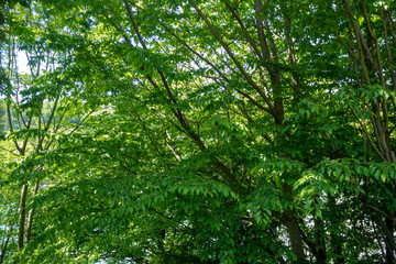 Fototapeta premium Lush trees in forest with sunlight for texture background , copy space
