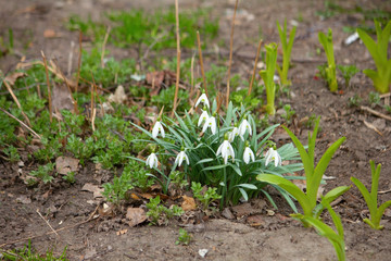 A lot of beautiful snowdrop flowers in nature