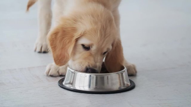 Nice puppy eating from bowl in light room