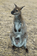 A kangaroo with its joey, in Tasmania.
