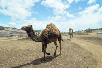 Closeup shot of camels in Tasmania.